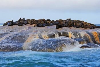 Cape fur seals, Seal Island, Great white shark, Cape Town, Western Cape