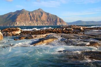 Cape fur seals, Seal Island, Cape Town, Western Cape